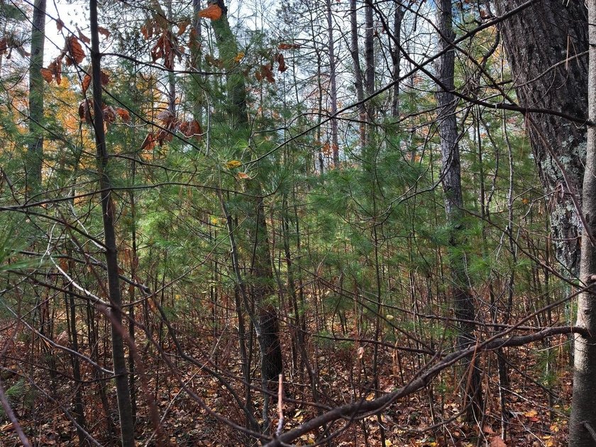 This newly surveyed and inexpensive .69-acre parcel is located - photo 10