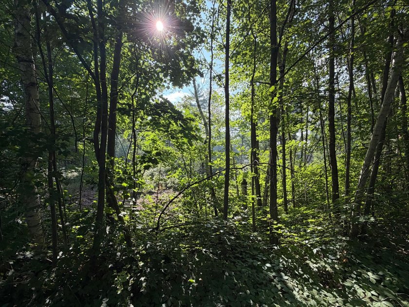Buildable Lot in Minocqua! With some clearing already done, this - photo 5