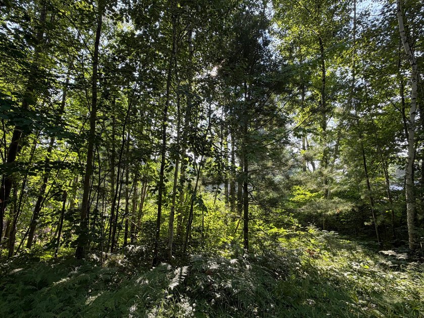 Buildable Lot in Minocqua! With some clearing already done, this - photo 7