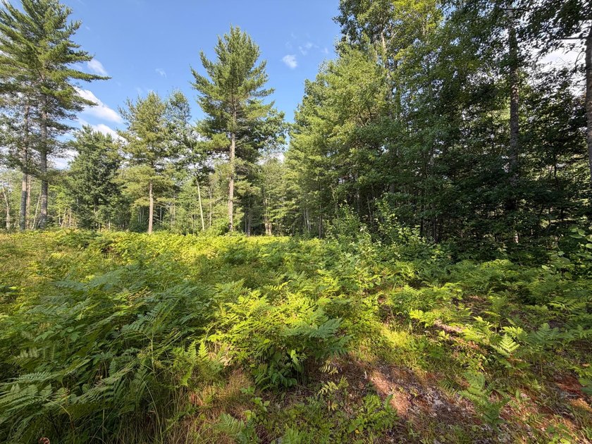 Buildable Lot in Minocqua! With some clearing already done, this - photo 4