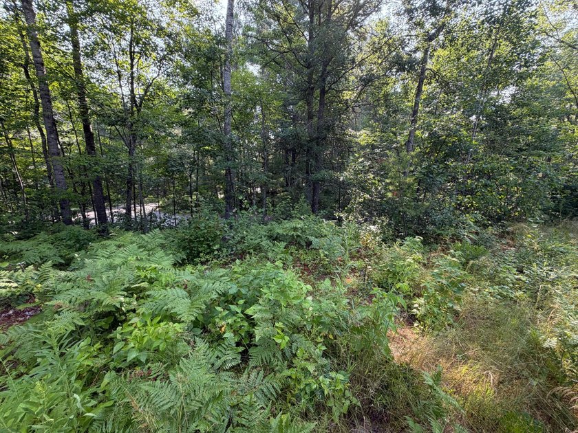 Buildable Lot in Minocqua! With some clearing already done, this - photo 6