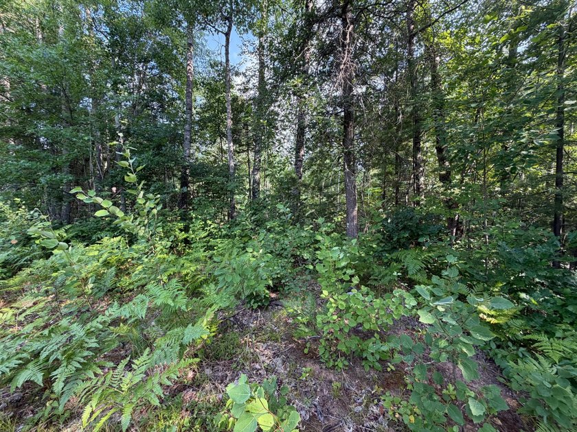 Buildable Lot in Minocqua! With some clearing already done, this - photo 7