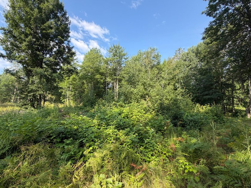 Buildable Lot in Minocqua! With some clearing already done, this - photo 6