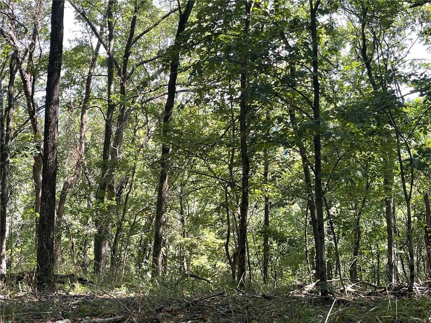 Located within the Wolf-Ridge Estate, this is a beautiful - photo 8