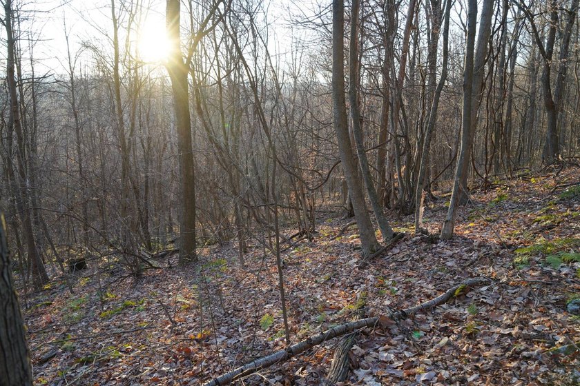 Build ready wooded lots near Yough Lake featuring recent septic - photo 13