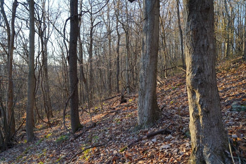 Build ready wooded lots near Yough Lake featuring recent septic - photo 14