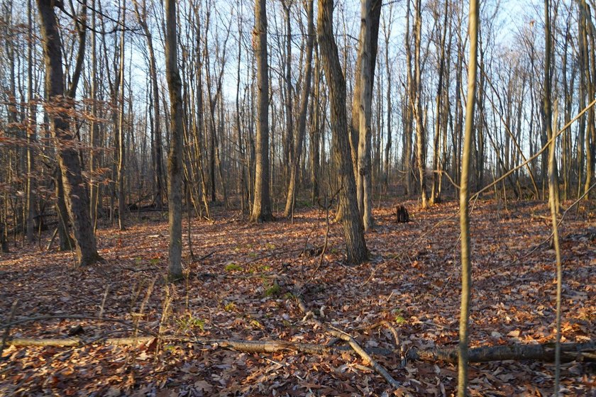 Build ready wooded lots near Yough Lake featuring recent septic - photo 16