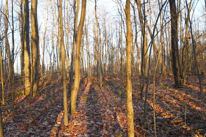 Build ready wooded lots near Yough Lake featuring recent septic - photo 17