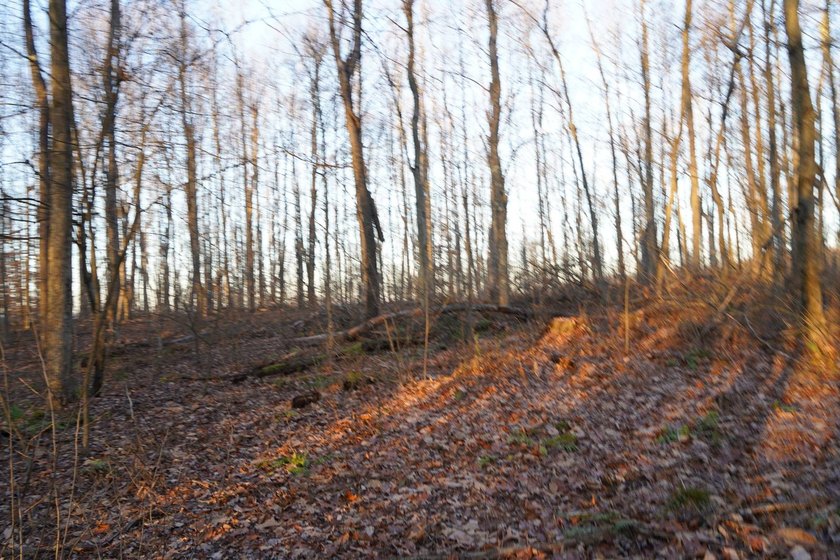 Build ready wooded lots near Yough Lake featuring recent septic - photo 18
