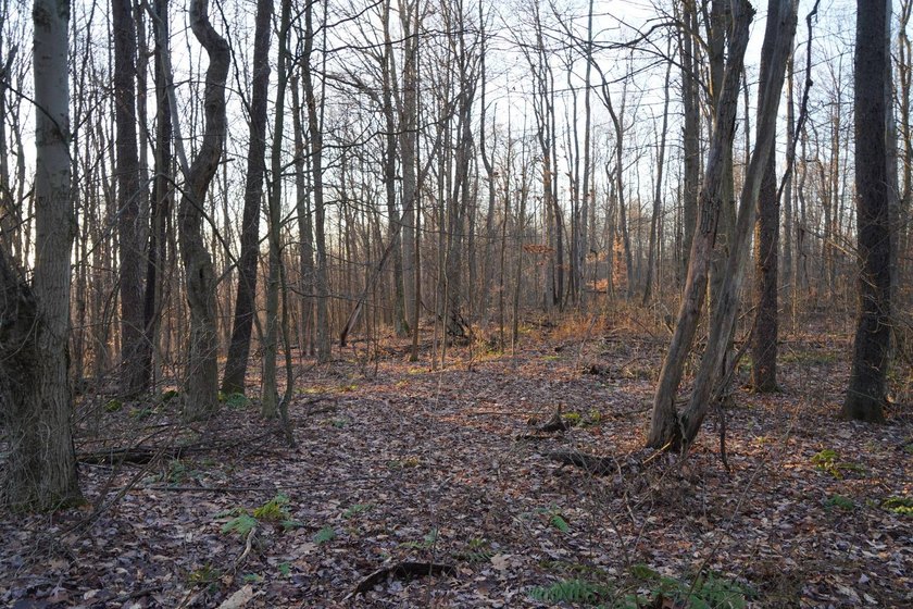Build ready wooded lots near Yough Lake featuring recent septic - photo 19