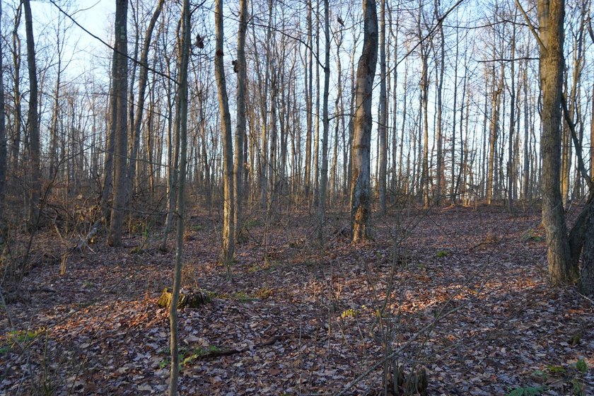 Build ready wooded lots near Yough Lake featuring recent septic - photo 20