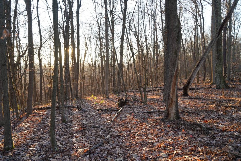 Build ready wooded lots near Yough Lake featuring recent septic - photo 21