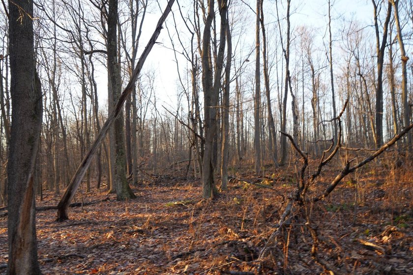 Build ready wooded lots near Yough Lake featuring recent septic - photo 22