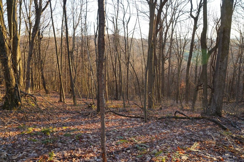 Build ready wooded lots near Yough Lake featuring recent septic - photo 23