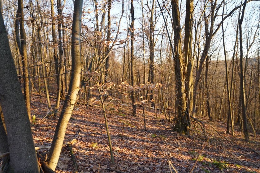 Build ready wooded lots near Yough Lake featuring recent septic - photo 24