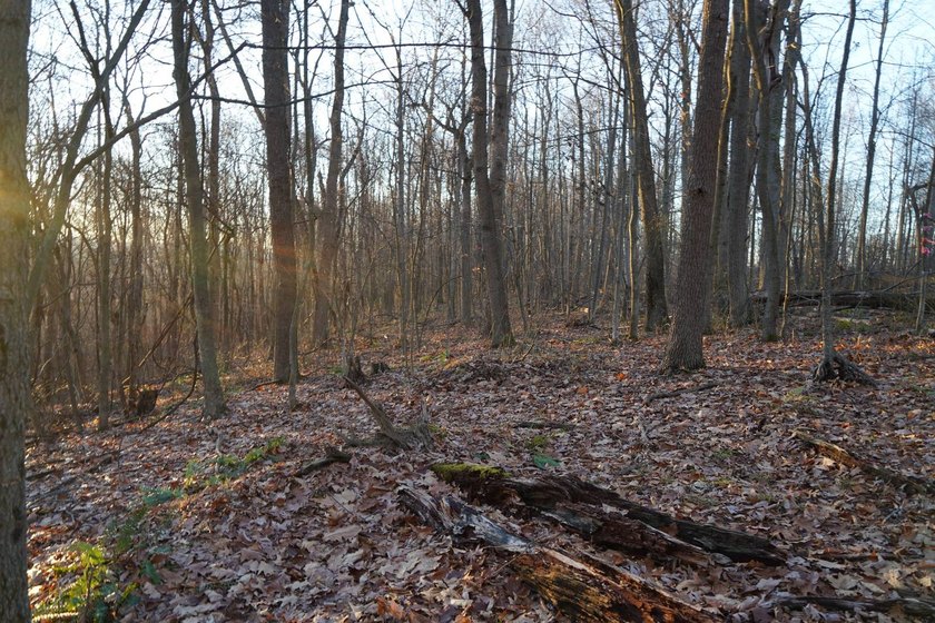 Build ready wooded lots near Yough Lake featuring recent septic - photo 26