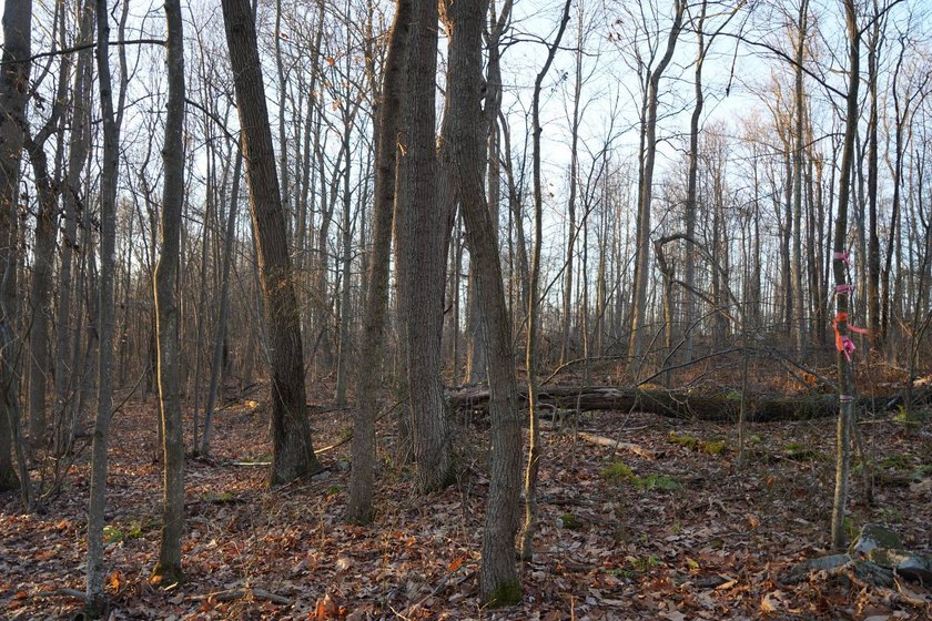 Build ready wooded lots near Yough Lake featuring recent septic - photo 27