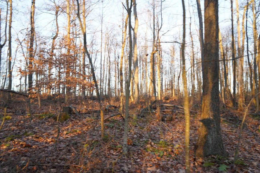 Build ready wooded lots near Yough Lake featuring recent septic - photo 28