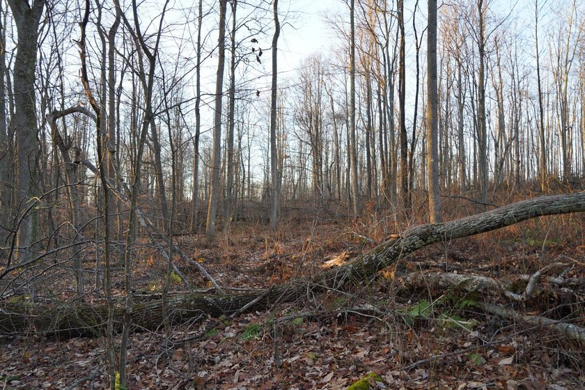Build ready wooded lots near Yough Lake featuring recent septic - photo 29