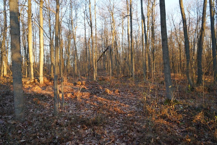 Build ready wooded lots near Yough Lake featuring recent septic - photo 30