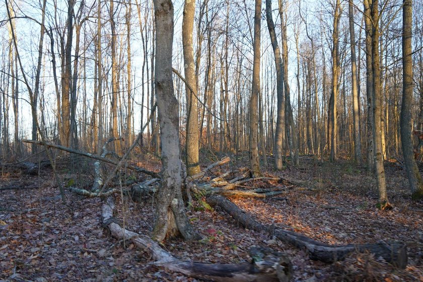 Build ready wooded lots near Yough Lake featuring recent septic - photo 31