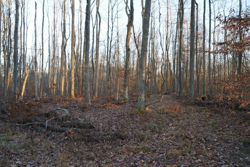 Build ready wooded lots near Yough Lake featuring recent septic - photo 34