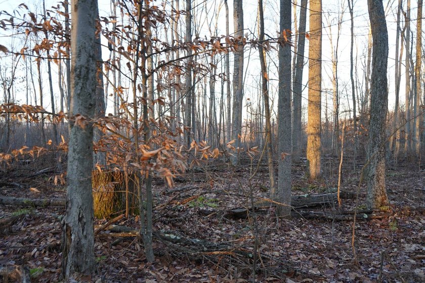 Build ready wooded lots near Yough Lake featuring recent septic - photo 36