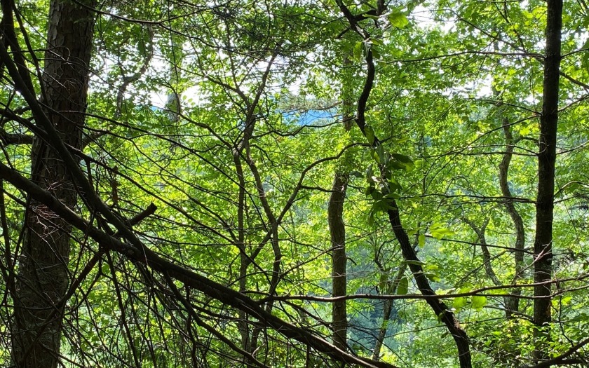 This river front lot is located in Buckhorn Estates, a wildlife - photo 5
