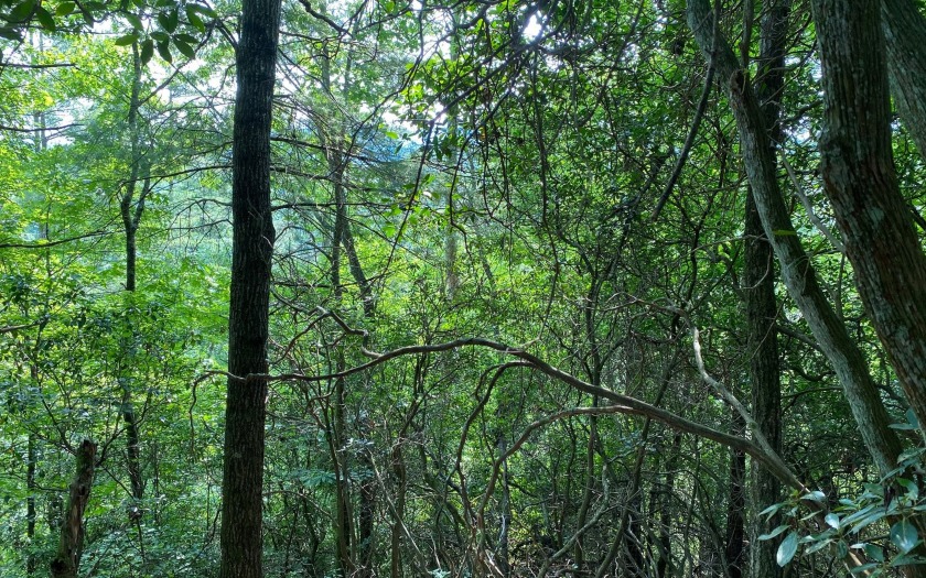 This river front lot is located in Buckhorn Estates, a wildlife - photo 6