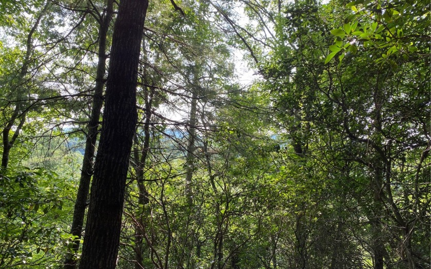 This river front lot is located in Buckhorn Estates, a wildlife - photo 9