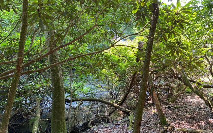 This river front lot is located in Buckhorn Estates, a wildlife - photo 10