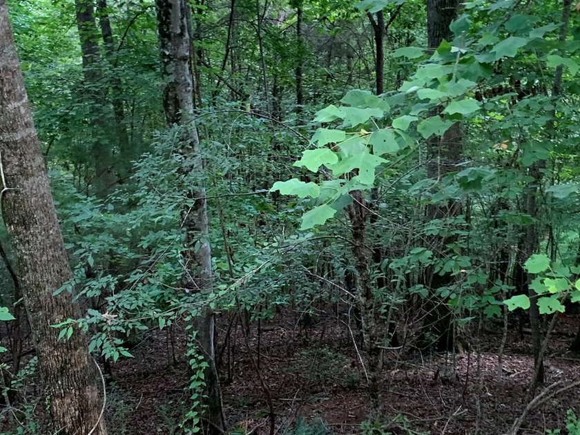 Year Round Mountain and Lake View Lot for sale Near town of - photo 5
