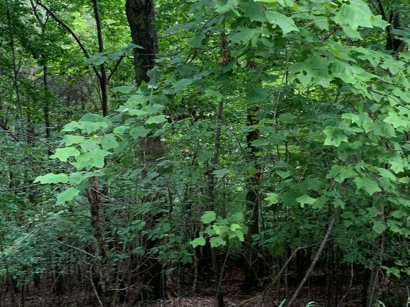 Year Round Mountain and Lake View Lot for sale Near town of - photo 8