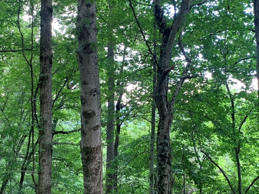 Year Round Mountain and Lake View Lot for sale Near town of - photo 9