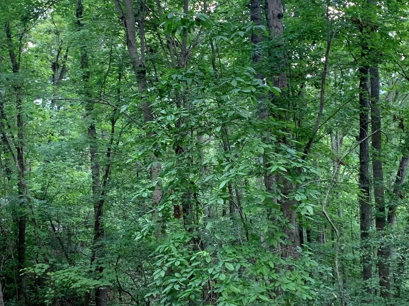 Year Round Mountain and Lake View Lot for sale Near town of - photo 10