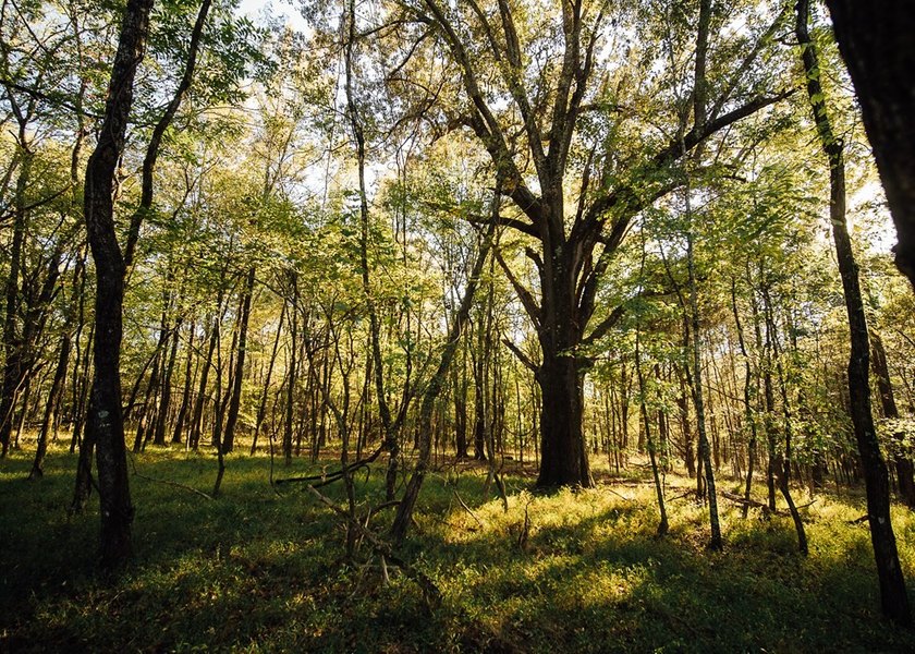 WELCOME TO A PREMIER HUNTING AND RECREATIONAL PROPERTY IN THE - photo 27