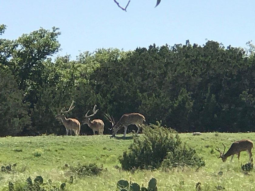The Bar H Ranch is a 240 acre high-fenced game ranch located - photo 7
