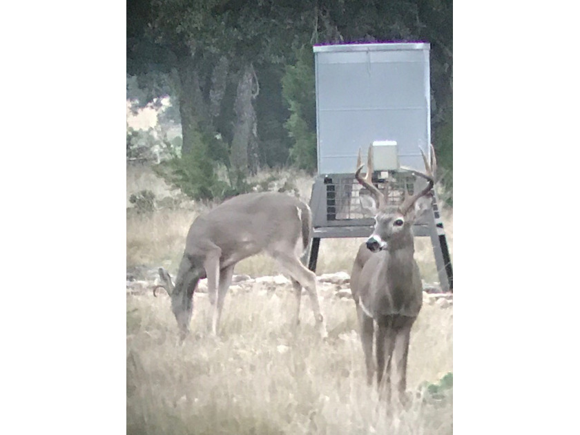 The Bar H Ranch is a 240 acre high-fenced game ranch located - photo 9