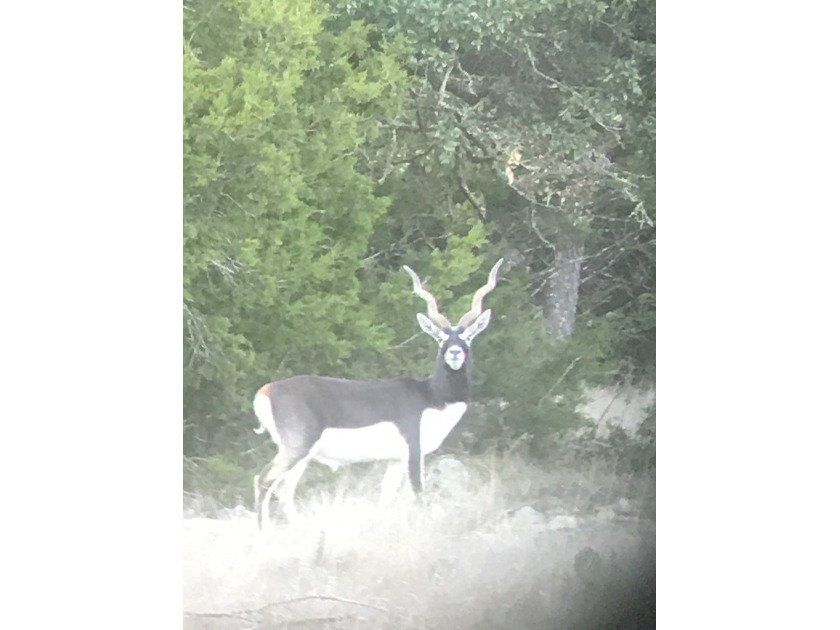 The Bar H Ranch is a 240 acre high-fenced game ranch located - photo 10