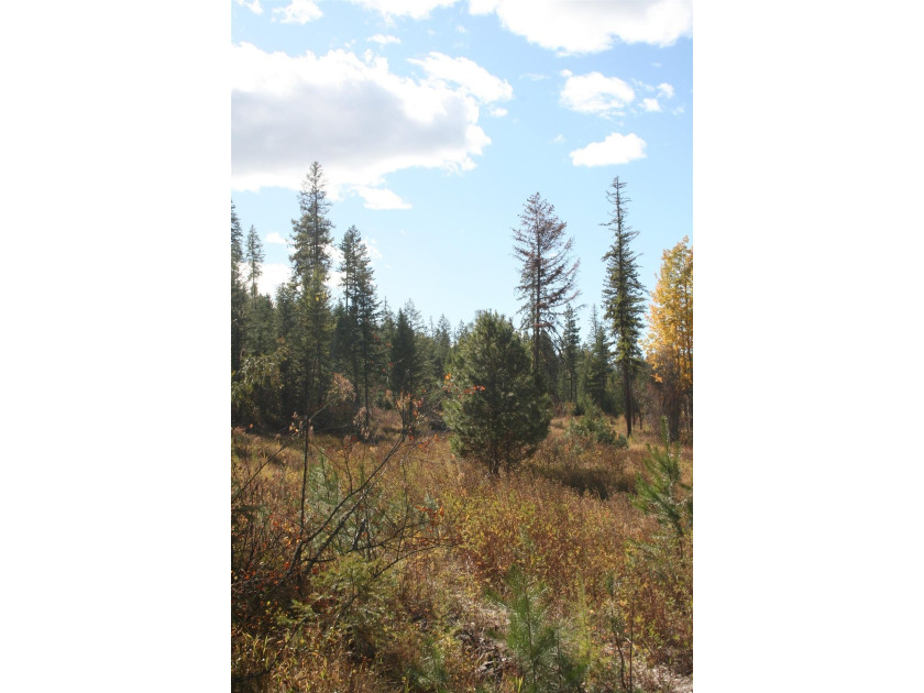53.21 Acres. This ultra secluded parcel has it's own 5+ acre - photo 9