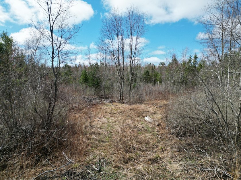 Spacious 22-acre parcel located on Merriman Road in the quiet - photo 11
