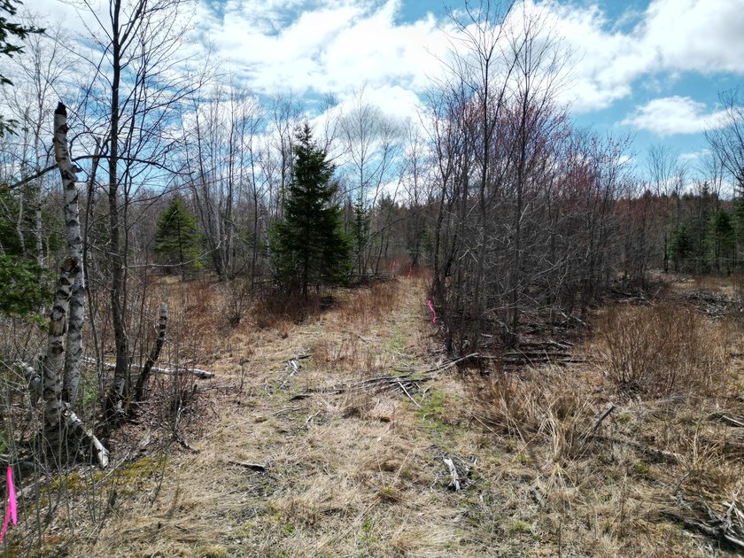 Spacious 22-acre parcel located on Merriman Road in the quiet - photo 12