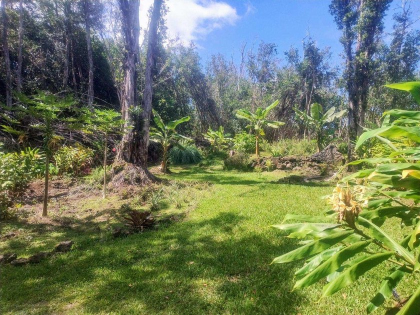 LUSH, CLEARED LOT IN FERTILE LOWER PUNA, HAWAII BIG ISLAND! - photo 3