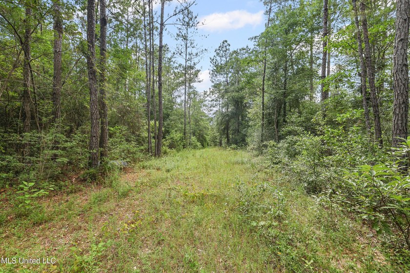 74.8 acres of beautiful property with oaks, magnolias, pines &amp; - photo 2