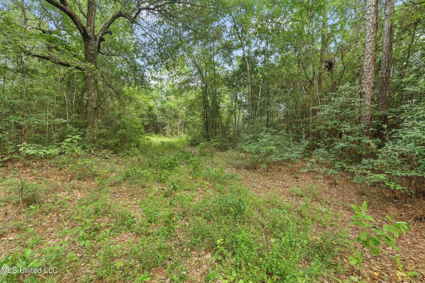 74.8 acres of beautiful property with oaks, magnolias, pines &amp; - photo 3