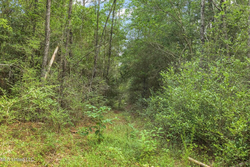 74.8 acres of beautiful property with oaks, magnolias, pines &amp; - photo 6