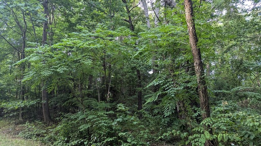 PRICED AT LESS THAN HALF OF THE COUNTY ASSESSMENT! Lakefront lot - photo 6