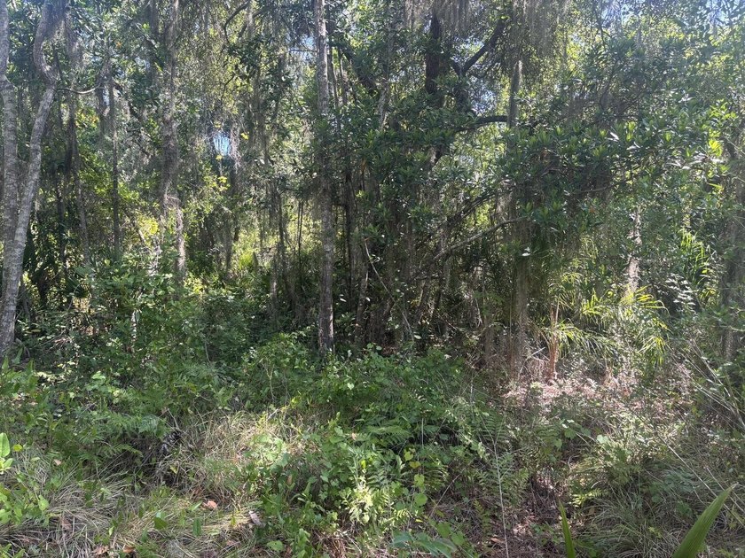 Owner Financing on this buildable lot in Lake Placid. Quiet - photo 3