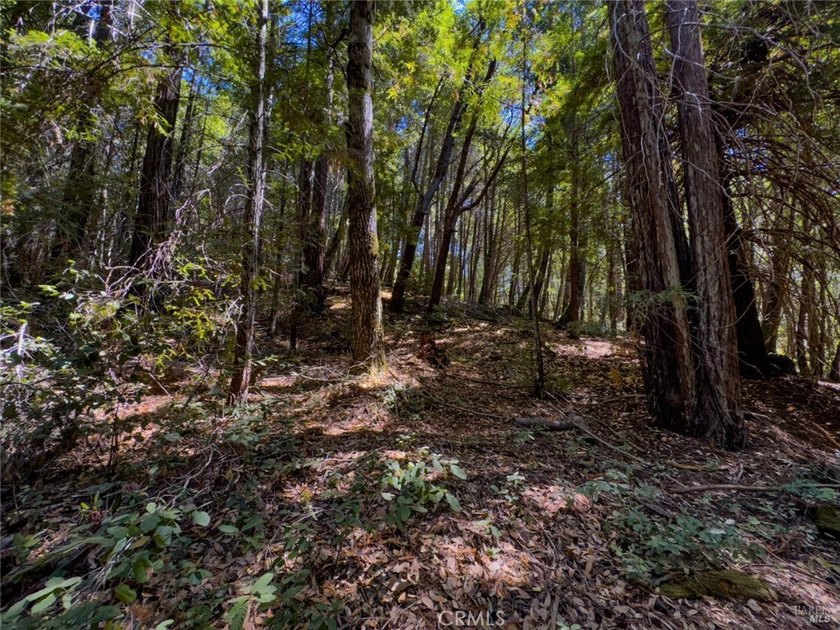 Towering redwoods and pines, lush ferns, and the soft trickling - photo 4