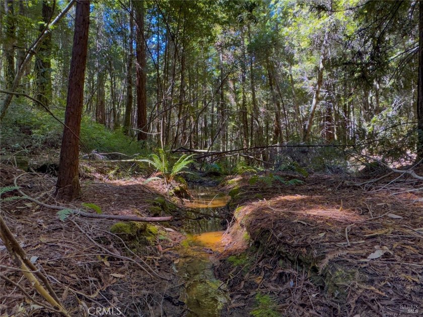 Towering redwoods and pines, lush ferns, and the soft trickling - photo 7